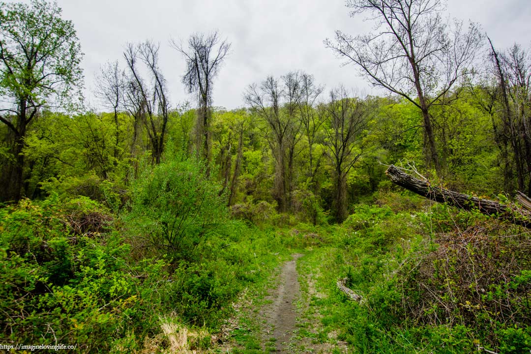 Red And Blue Trail